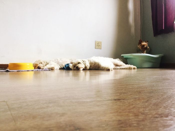 Dogs sleeping on floor at home