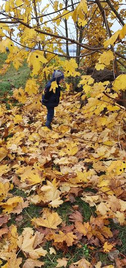 Full frame shot of yellow autumn leaves on tree