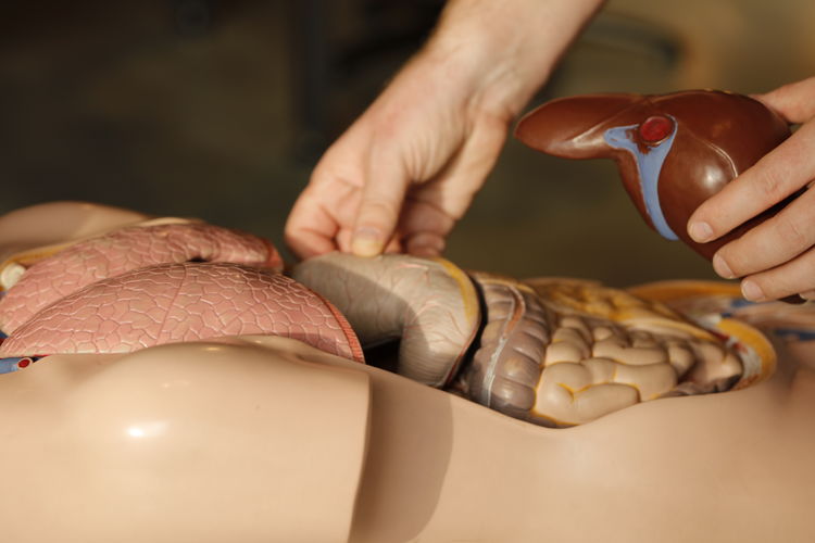 Human anatomy biology 