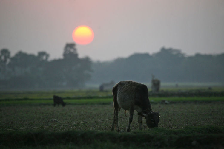 Horse grazing on field during sunset