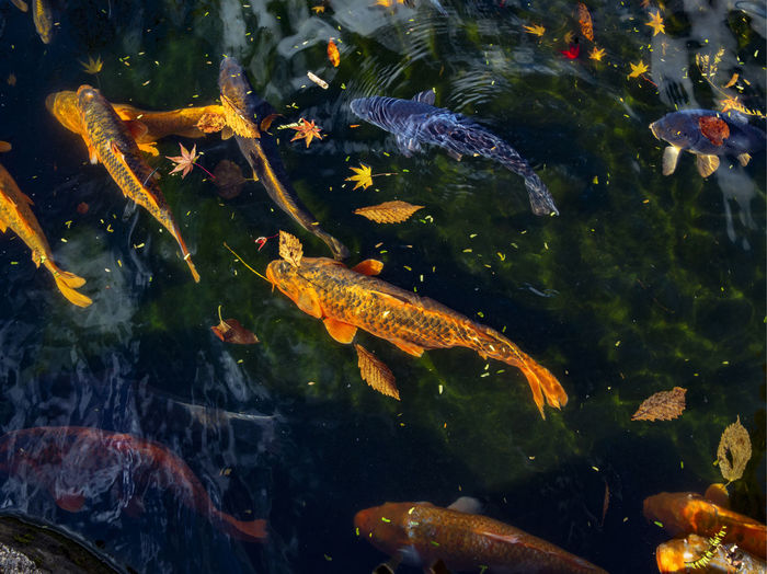 Fish in pond