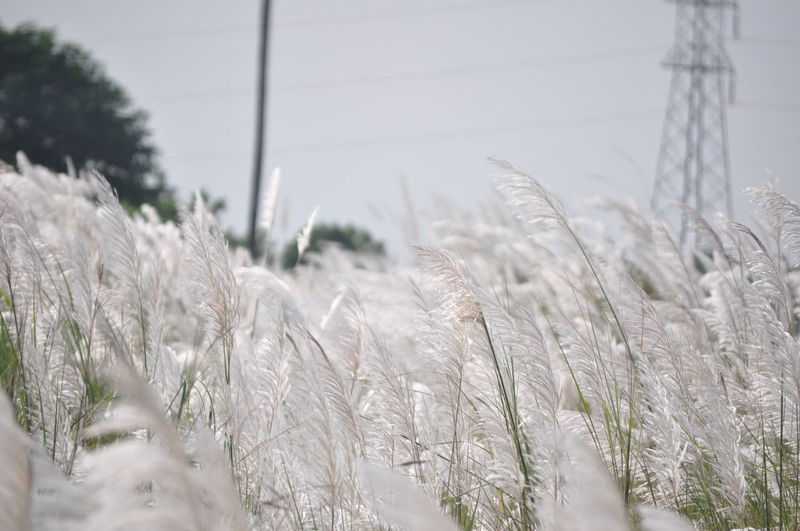 Close-up of crops on field against sky