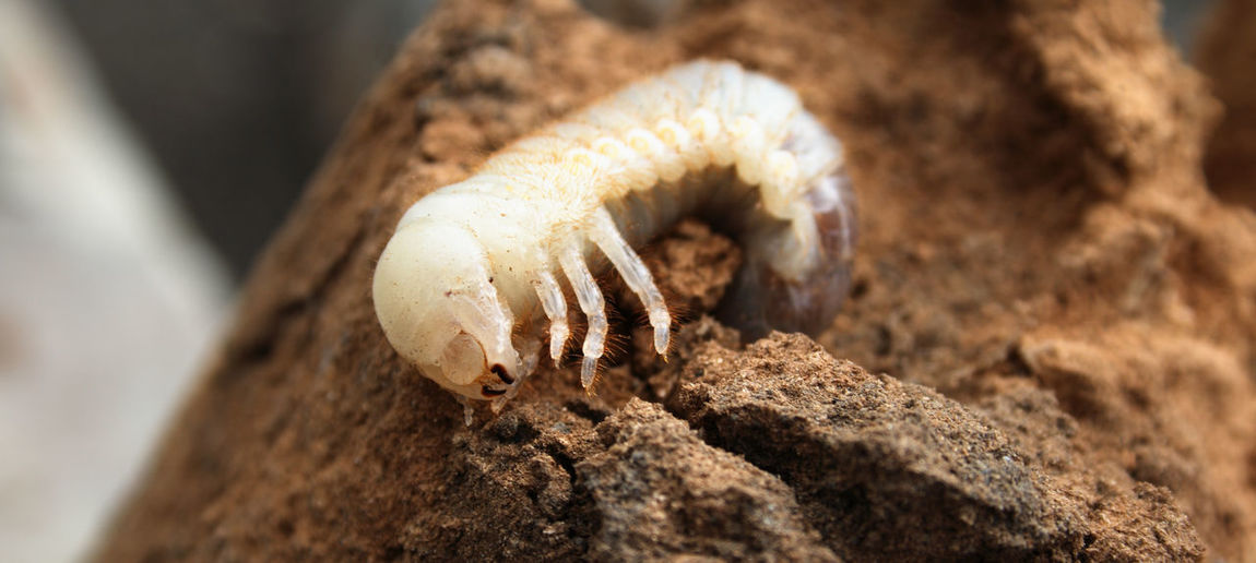 Close-up of bug larva on cow dung