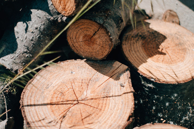Close-up of logs in forest