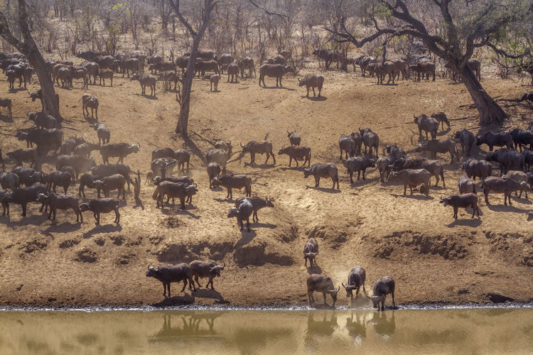 African buffaloes at national park