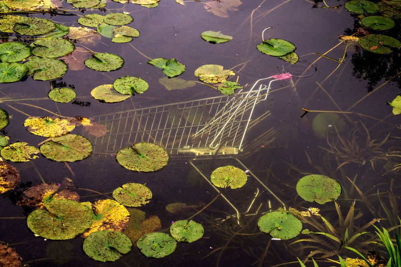 Page 5 Of Water Lily Pictures Curated Photography On Eyeem