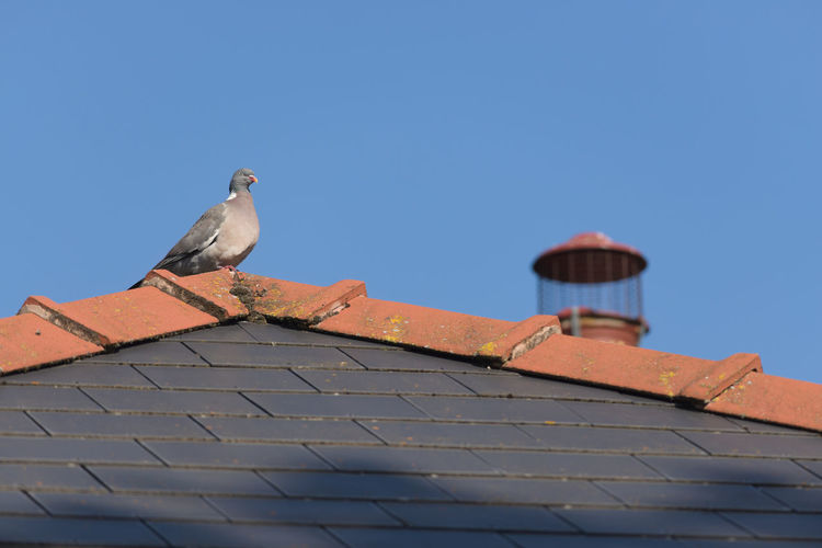 A large wild wood pigeon perches comfortably on the peak of a red and blue tiled roof, mossy roof