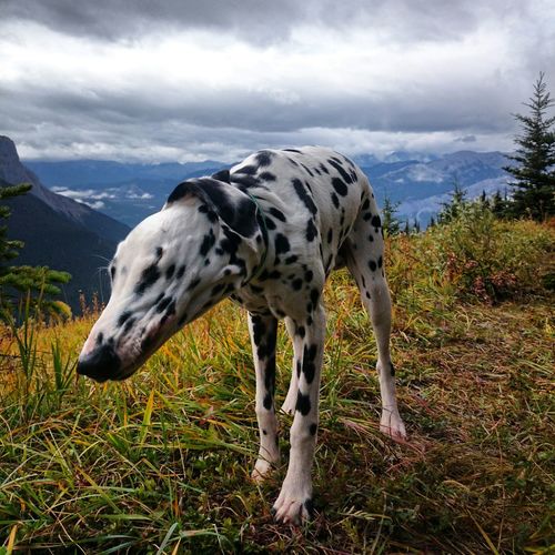 Dalmatian standing on mountain against cloudy sky