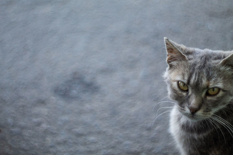 Close-up portrait of cat against white wall