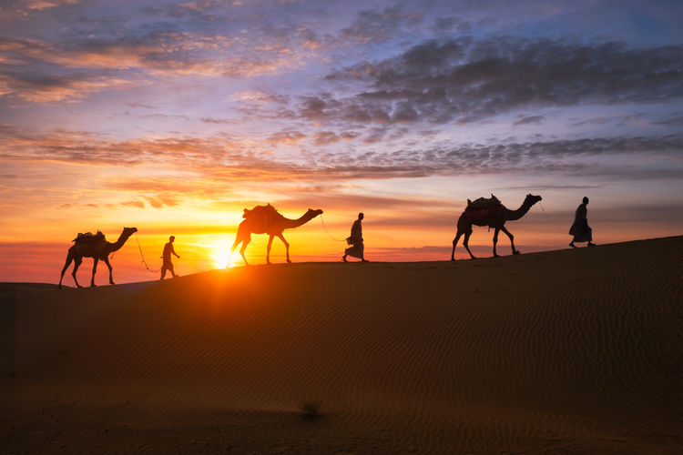 Silhouette people with camels walking at desert during sunset