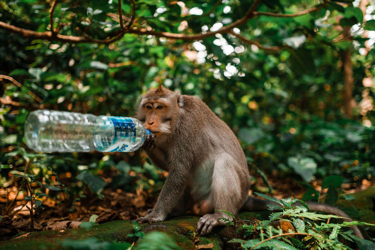 Balinese long tailed monkey drinking from water bottle