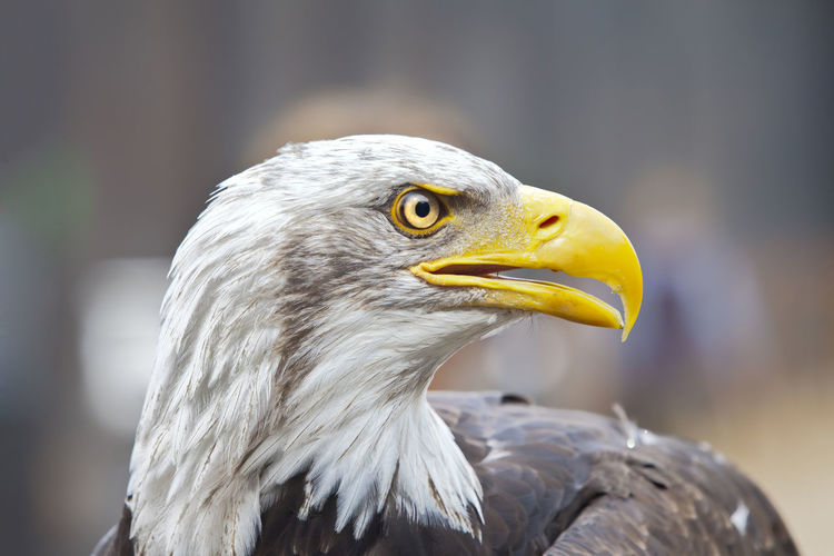Close-up of bald eagle 
