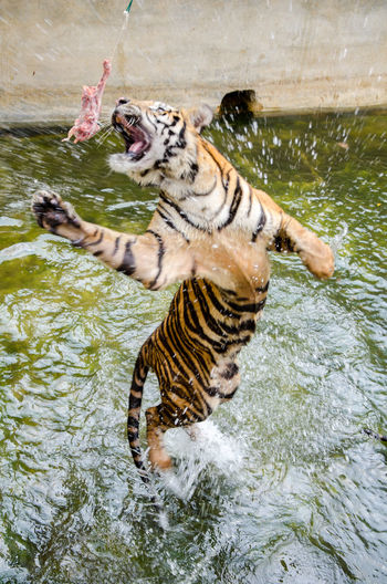 Tiger jumping in lake at zoo