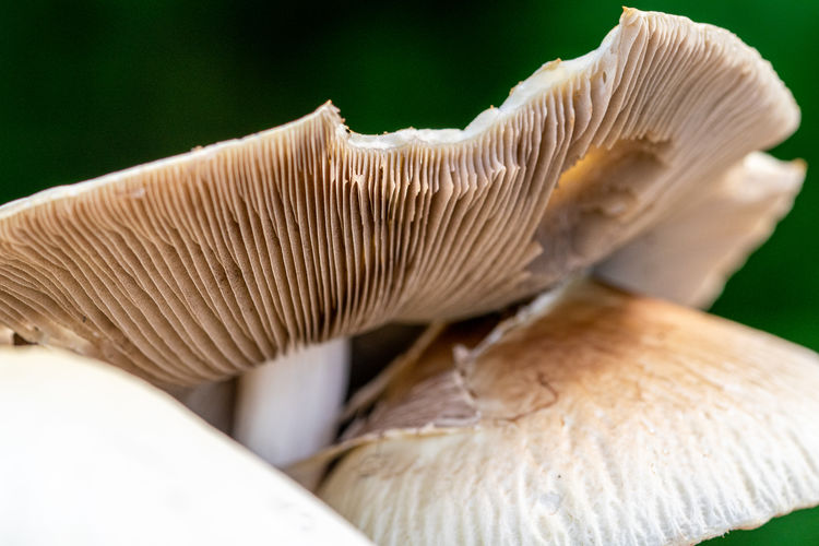 Gills of a wild grown mushroom fungi