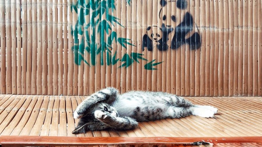 Cat sleeping on bamboo bed
