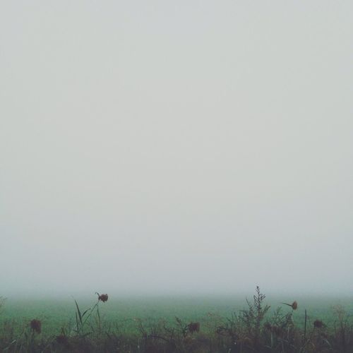 Scenic view of landscape in foggy weather