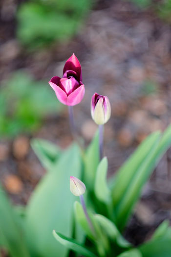 Close-up of pink tulip flower on field