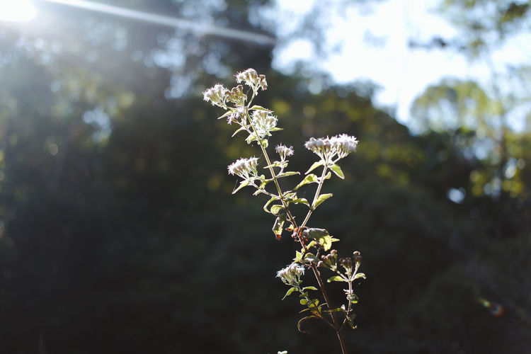 Close-up of white flowering plant