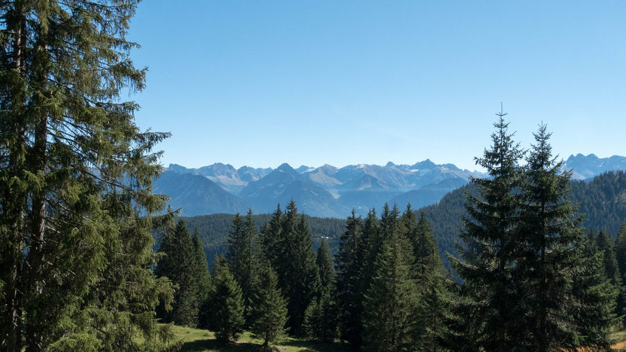 Panoramic view of pine trees against sky