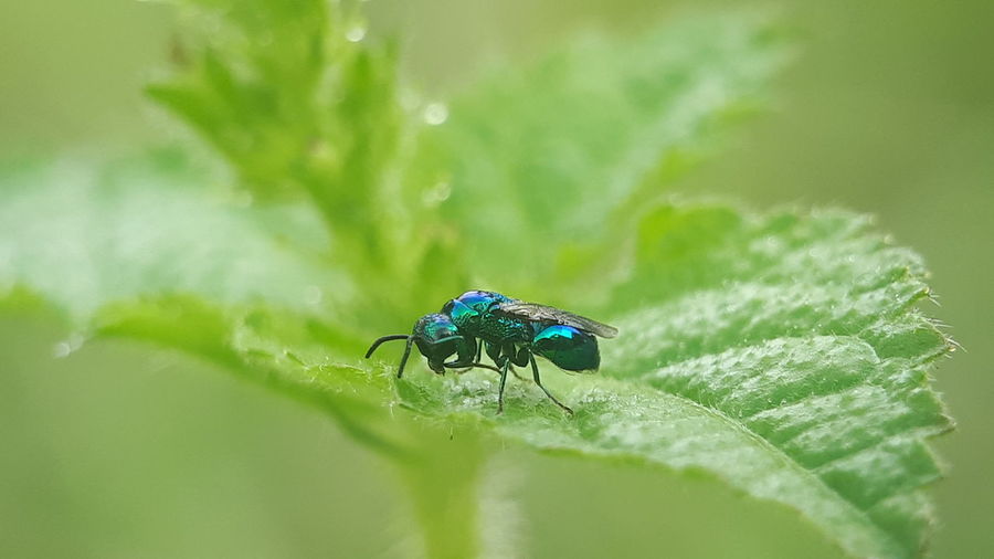 Close-up of fly on leaf