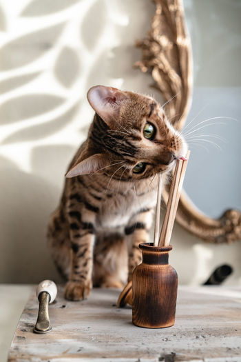 Wooden aroma diffuser with chopsticks a bengal cat is trying to eat against the background of the mirror