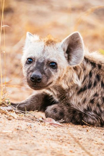 Close-up of hyena sitting on field