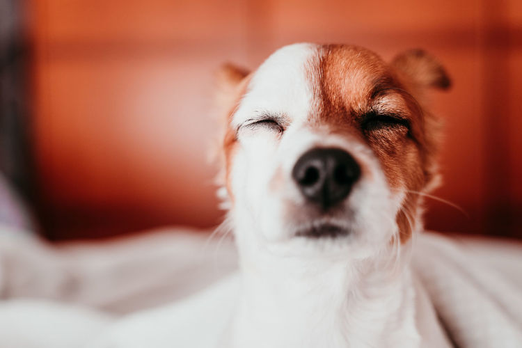 Close-up of eyes closed dog at home
