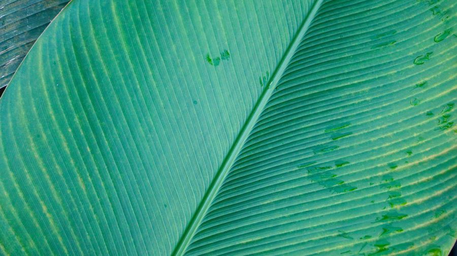 Full frame shot of palm leaf