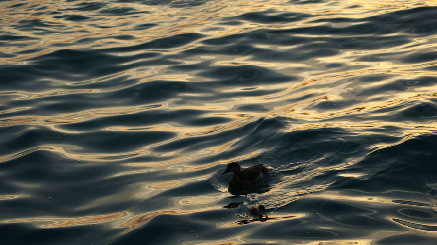 High angle view of bird swimming in lake