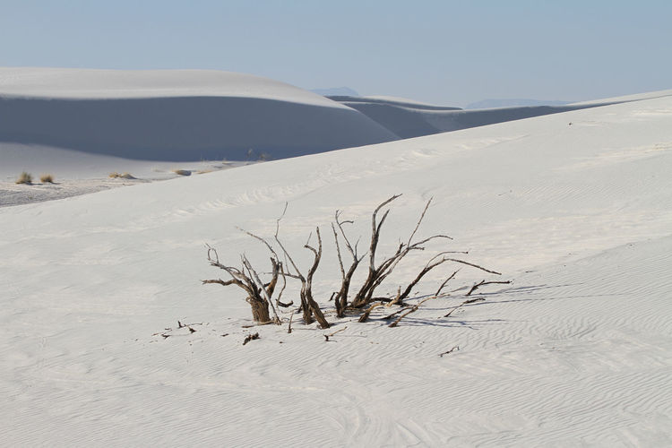 Dead tree poking through the gypsum sands dunes in white sands national park