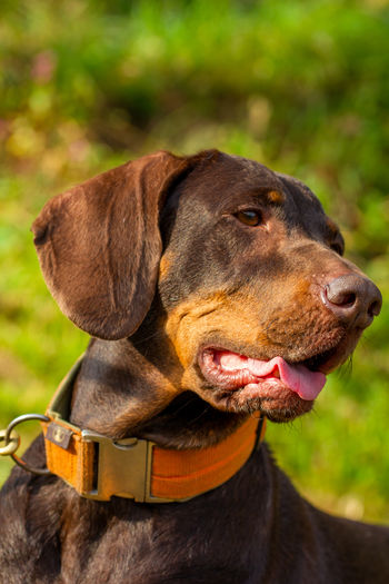 Close-up of a dog looking away