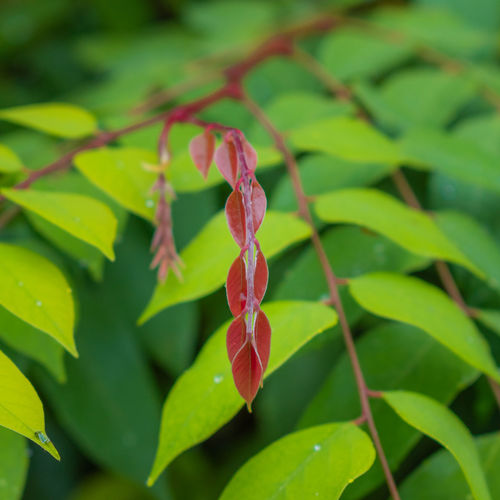 Close-up of pink leaves on plant