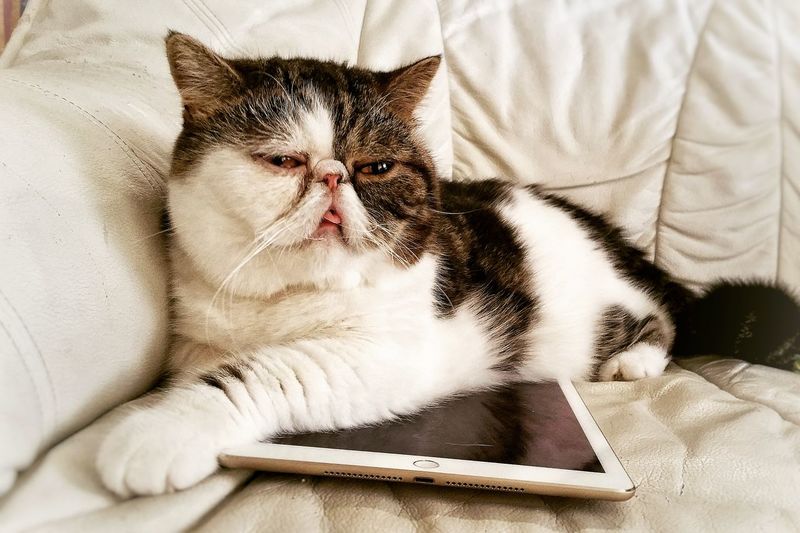 Close-up of cat with digital tablet sitting on sofa