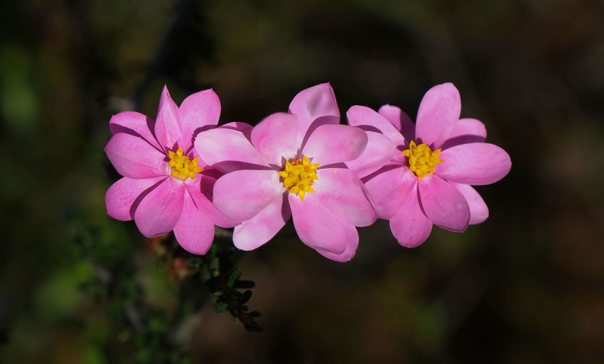 Close-up of pink flowering plant