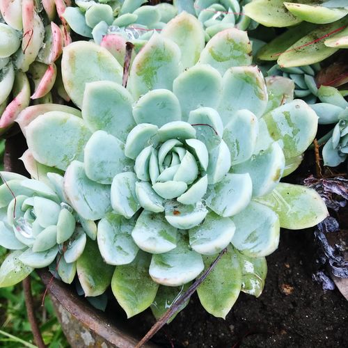 Close-up of succulent plant