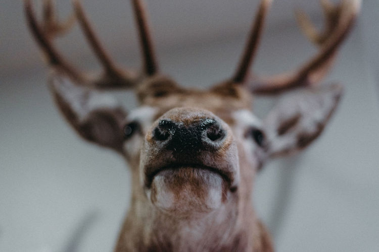 Close-up of deer