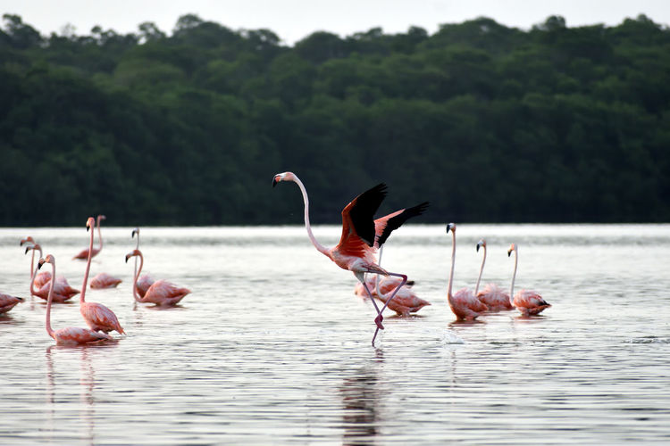 Flamingo taking off in shallow water, surrounded by other flock members.