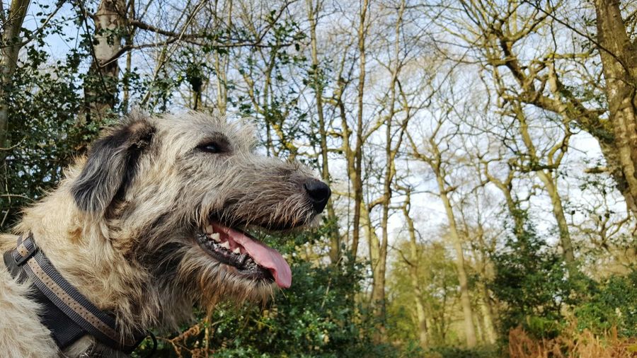 Side view of irish wolfhound in forest