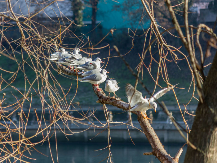 Close-up of dead bird on branch