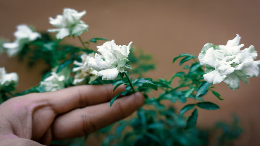 Close-up of hand holding small white flowering plant