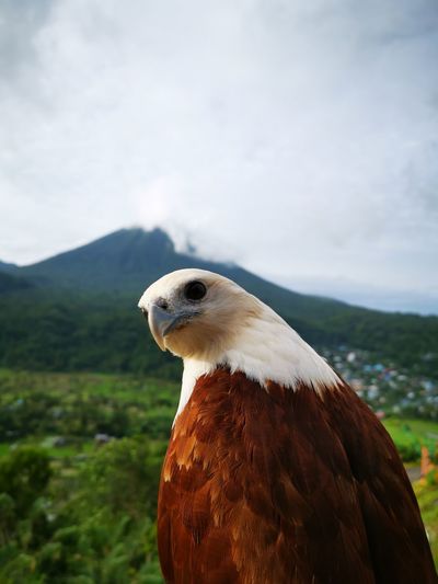 Close-up of eagle against sky