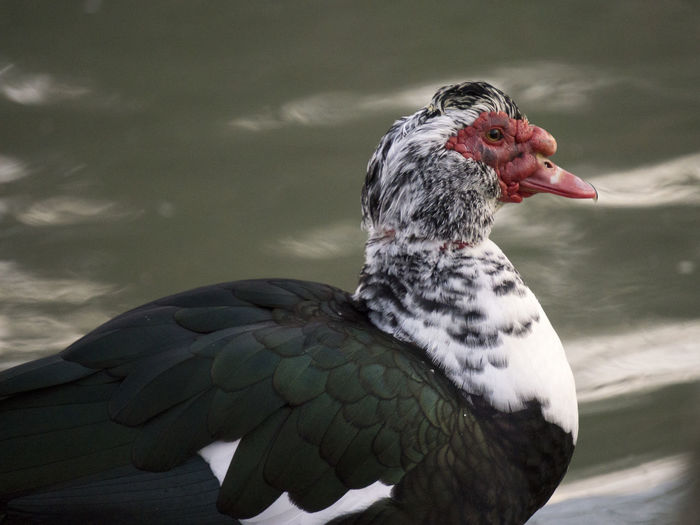 Close-up of muscovy duck by lake