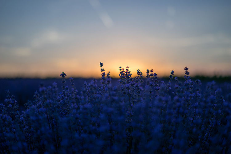 Close-up of lavender field against sky during sunset