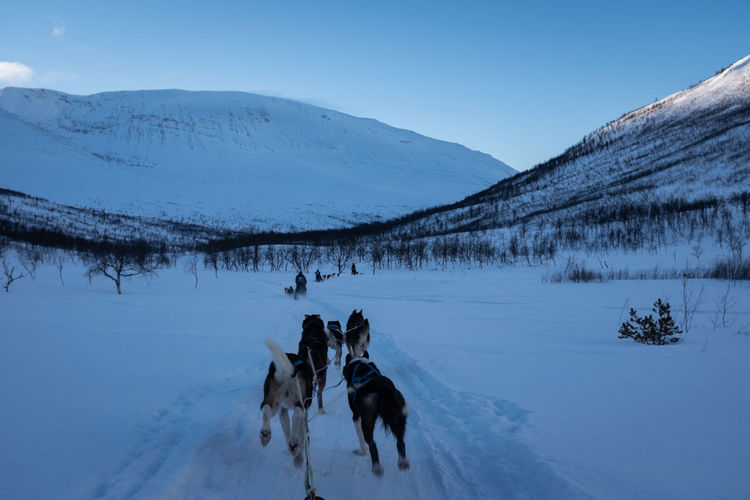Sled dogs pulling through snowy path in rural norway. point of view.