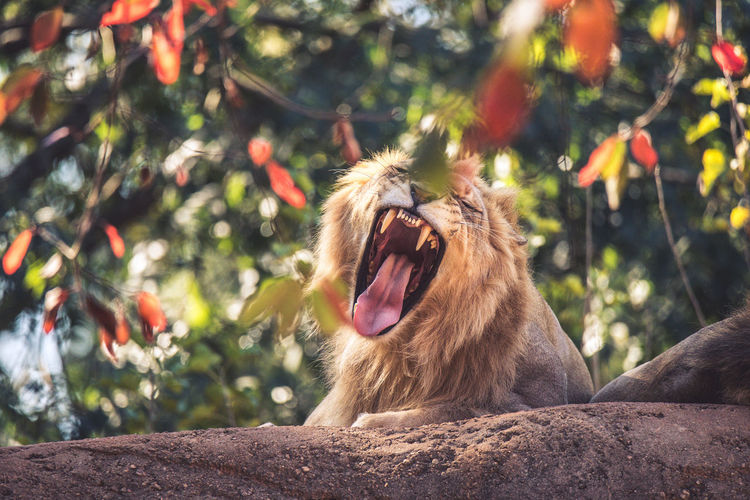 Low angle view of lion yawning in forest