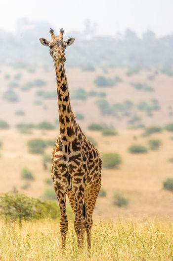 Giraffe standing outdoors