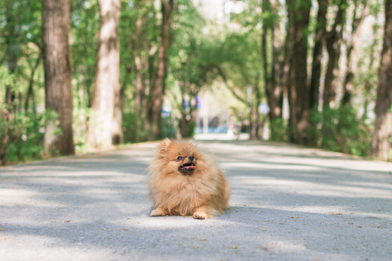 Portrait of cute orange pomeranian dog in summer park. pomeranian spitz on a walk.