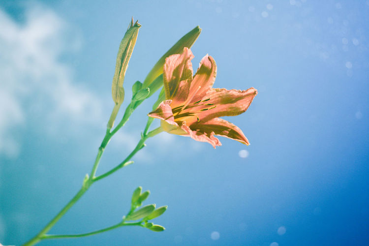 Low angle view of flower plant against blue sky