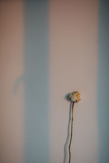 Close-up of dead plant against wall
