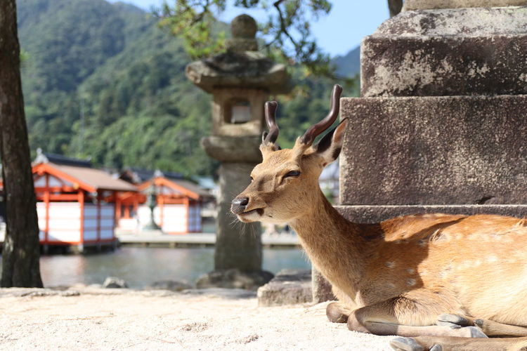 A suspicious expression of a deer living at itsukushima shrine in miyajima